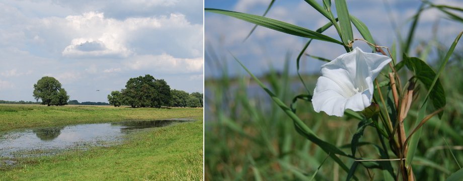 Urlaubsregion Höhbeck Elbe - Titelbild: Kleiner Hochwassersee auf einer Wiese. Auf dem zweiten Bild: Eine weiß blühende Blume, die am Schilf empor geklettert ist.