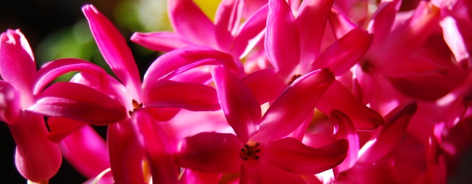 Urlaubsregion Höhbeck Elbe - Titelbild: Rosa Blüten einer Blume