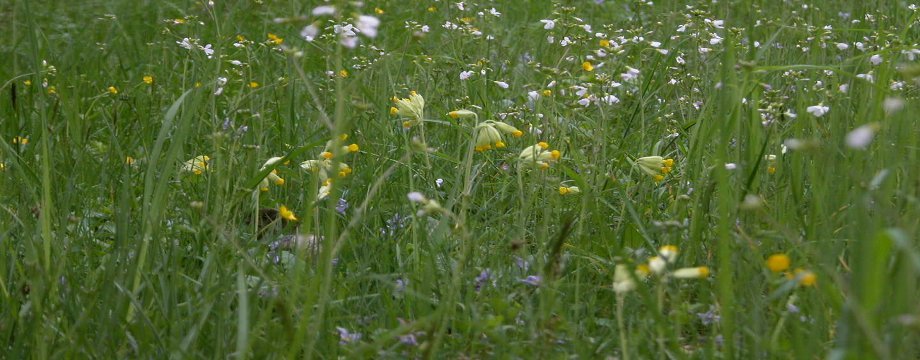 Urlaubsregion Höhbeck Elbe - Titelbild: Bunte Blumenwiese mit gelben Schlüsselblumen.