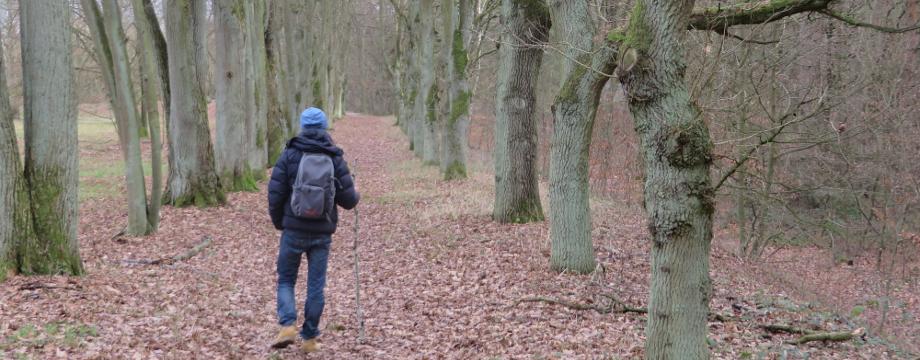 Urlaubsregion Höhbeck Elbe - Titelbild: Wanderer mit Wanderstab in einer Allee von Eichen am Kastellplatz. Auf dem Boden liegt Herbstlaub.